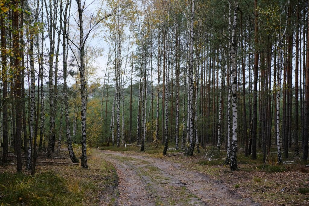 Birch trees during pollen season in spring