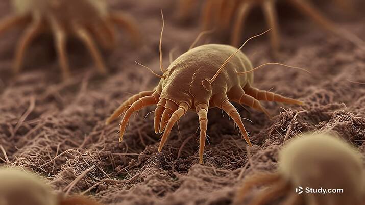 Dust mites picture up close
